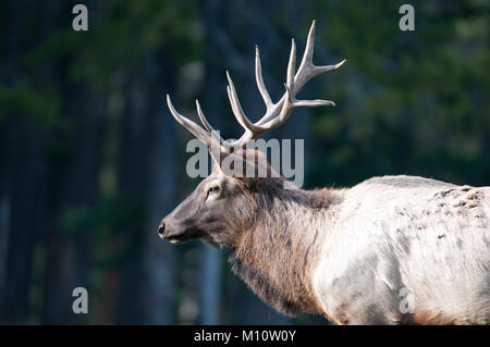 Elk (Cervus canadensis) feste di addio al celibato nel Parco Nazionale di Banff, Alberta Foto Stock