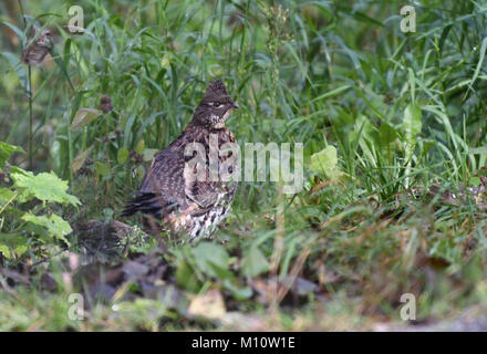 Ruffed Grouse (Bonasa umbellus) nella Bella Coola Valley, British Columbia Foto Stock
