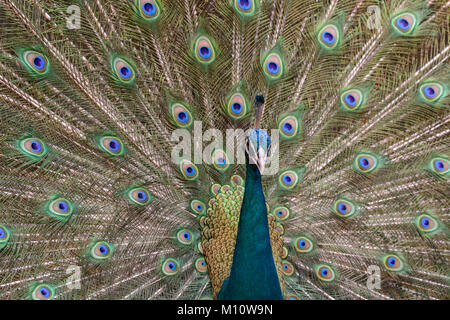 Close up ritratto di un indiano peafowl o peafowl blu (Pavo cristatus) con la sua coda di piume ventaglio dietro di lui. Comunemente noto come un pavone. Foto Stock