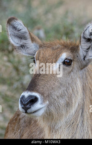 Close up ritratto di un comune waterbuck (Kobus ellipsiprymnus ellipsiprymnus) nel Parco Nazionale di Kruger, Sud Africa Foto Stock