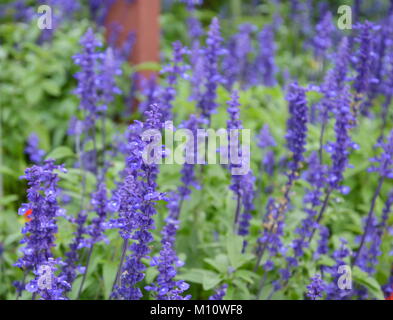 La lavanda nel parco Foto Stock