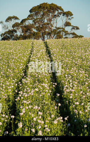 Giuridico di papavero da oppio agricoltura in Tasmania, Australia offre alle aziende farmaceutiche con il materiale grezzo per la loro oppioidi. Foto Stock