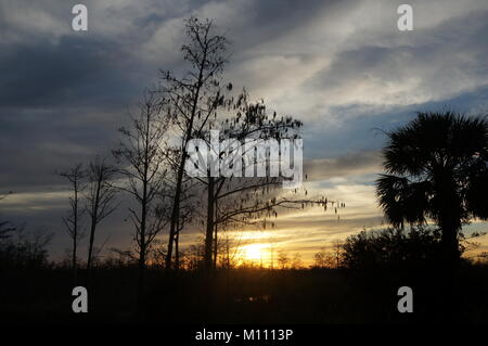 Tramonto dietro la silhouette di pini e cipressi nelle paludi Foto Stock