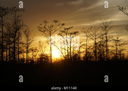 Tramonto dietro la silhouette di pini e cipressi nelle paludi Foto Stock