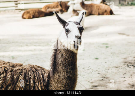 Marrone e bianco patchato llama closeup ritratto Foto Stock