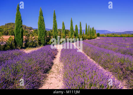 Fioritura di campi di lavanda e cipressi in Provenza, Francia Foto Stock