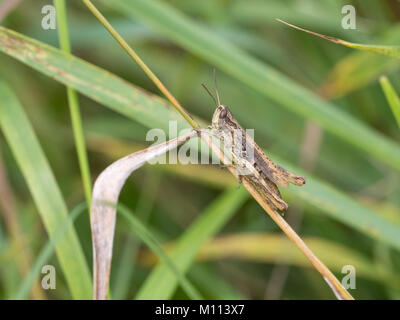 Grasshopper, Chorthippus apricarius Foto Stock