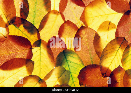 Snowy Mespilus, le foglie in autunno / (Amelanchier lamarckii) | Kupfer-Felsenbirne, Blaetter im Herbst / (Amelanchier lamarckii) Foto Stock