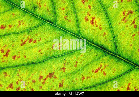 Snowy Mespilus, leaf dettaglio in autunno / (Amelanchier lamarckii) | Kupfer-Felsenbirne, Blattdetail im Herbst / (Amelanchier lamarckii) Foto Stock