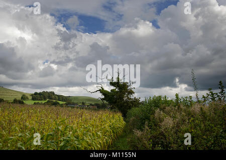 Cornfield dopo la pioggia nel Dorset, England Regno Unito Foto Stock