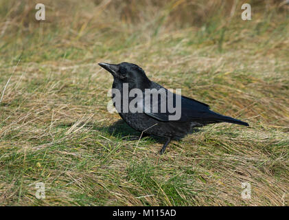 Carrion crow, Corvus corone, singolo uccello sull'erba, Lancashire, Regno Unito Foto Stock