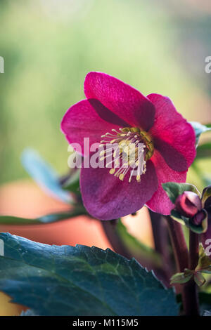 Helleborus hybridus. Veratro ghiaccio 'n' Roses. Rosa quaresimale. Regno Unito Foto Stock