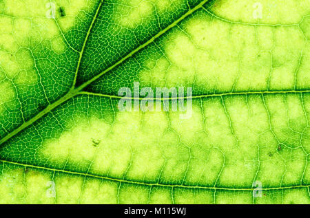 Norvegia Maple Leaf, dettaglio, Renania settentrionale-Vestfalia, Germania / (Acer platanoides) | Spitzahorn, Blattdetail, Nordrhein-Westfalen, Deutschland Foto Stock