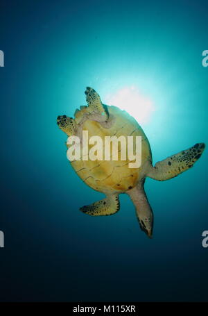 Tartaruga di mare da sotto il blocco fuori il sole subacquea Foto Stock