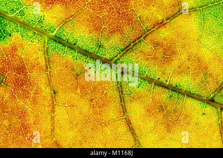 Maple Leaf, dettaglio in autunno / (Acer spec.) | Ahorn, Blattdetail im Herbst / (Acer spec.) Foto Stock