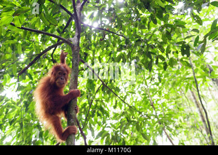 Baby orangutan svolge nella foresta pluviale di Gunung Leuser National Park, Sumatra, Indinesia Foto Stock