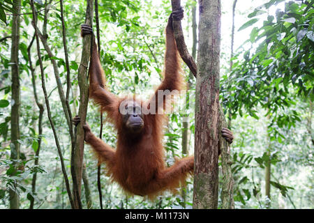 Femmina adulta orangutan appesi da rami di alberi in Gunung Leuser National Park, Sumatra, Indonesia. Foto Stock