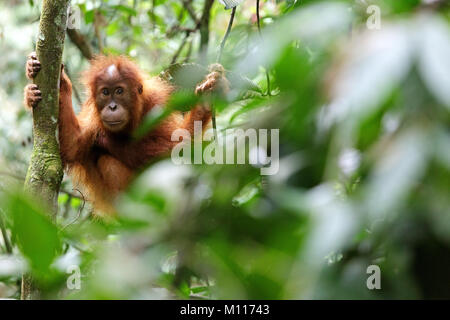 Baby orangutan svolge nella foresta pluviale di Gunung Leuser National Park, Sumatra, Indinesia Foto Stock