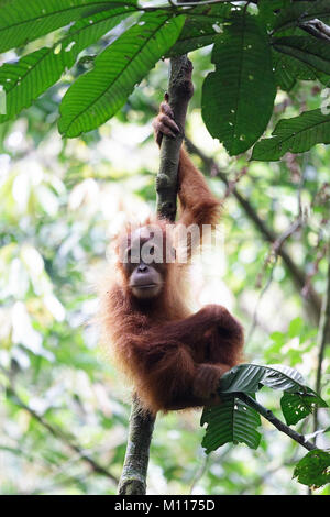 Baby orangutan svolge nella foresta pluviale di Gunung Leuser National Park, Sumatra, Indinesia Foto Stock