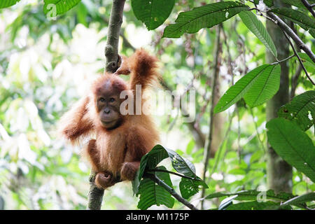 Baby orangutan svolge nella foresta pluviale di Gunung Leuser National Park, Sumatra, Indinesia Foto Stock