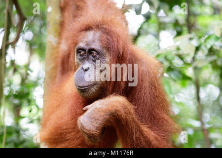 Femmina adulta orangutan appesi da rami di alberi in Gunung Leuser National Park, Sumatra, Indonesia. Foto Stock