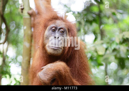 Femmina adulta orangutan appesi da rami di alberi in Gunung Leuser National Park, Sumatra, Indonesia. Foto Stock
