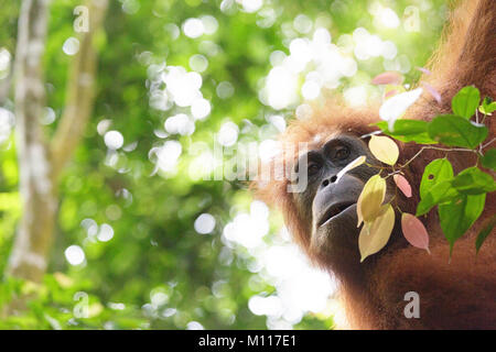 Femmina adulta orangutan appesi da rami di alberi in Gunung Leuser National Park, Sumatra, Indonesia. Foto Stock