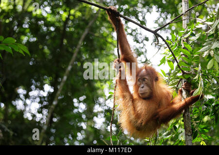 Baby orangutan svolge nella foresta pluviale di Gunung Leuser National Park, Sumatra, Indinesia Foto Stock