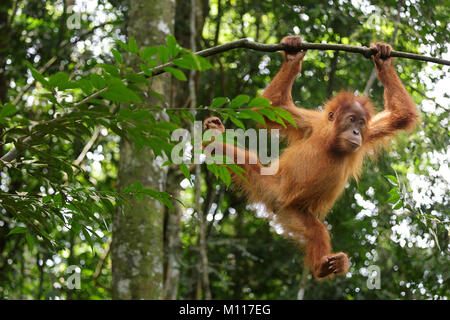 Baby orangutan svolge nella foresta pluviale di Gunung Leuser National Park, Sumatra, Indinesia Foto Stock