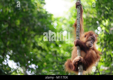 Baby orangutan svolge nella foresta pluviale di Gunung Leuser National Park, Sumatra, Indinesia Foto Stock