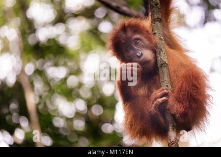 Baby orangutan svolge nella foresta pluviale di Gunung Leuser National Park, Sumatra, Indinesia Foto Stock