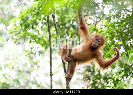 Baby orangutan svolge nella foresta pluviale di Gunung Leuser National Park, Sumatra, Indinesia Foto Stock