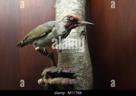 L'Horniman Museum di Forest Hill Londra Inghilterra La Gran Bretagna Foto Stock