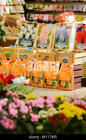 Pacchetti di bulbi da fiore in vendita in un centro giardino, REGNO UNITO Foto Stock
