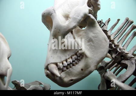 L'Horniman Museum di Forest Hill Londra Inghilterra La Gran Bretagna Foto Stock