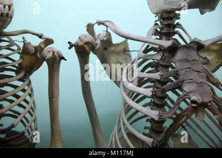 L'Horniman Museum di Forest Hill Londra Inghilterra La Gran Bretagna Foto Stock