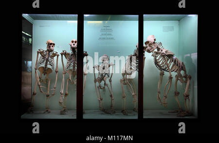 L'Horniman Museum di Forest Hill Londra Inghilterra La Gran Bretagna Foto Stock