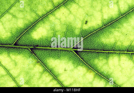 Norvegia Maple Leaf, dettaglio, Renania settentrionale-Vestfalia, Germania / (Acer platanoides) | Spitzahorn, Blattdetail, Nordrhein-Westfalen, Deutschland Foto Stock