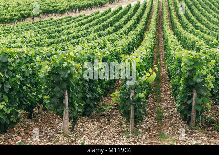 L'uva cresce in righe nel campo, Francia, la regione vinicola di Chablis Foto Stock