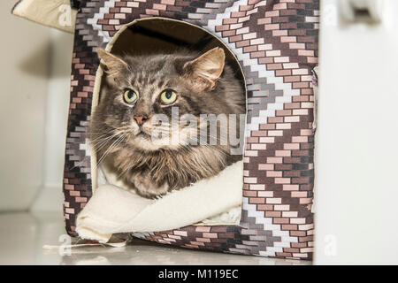 Longhaired tabby cat nel suo letto Foto Stock