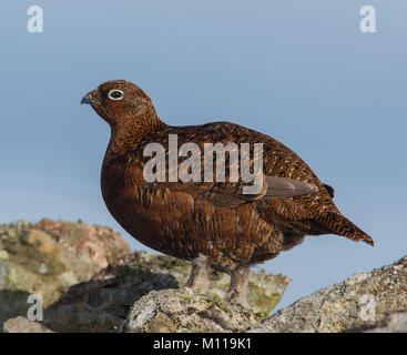 Femmina Red Grouse Lagopus lagopus scotica seduto su un muro di un northern heather moor nello Yorkshire. Foto Stock