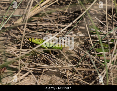 Rare sabbia maschio Lizard Lacerta agilis in dune di sabbia Mersyside nell Inghilterra del nord, tra marram erba. Foto Stock