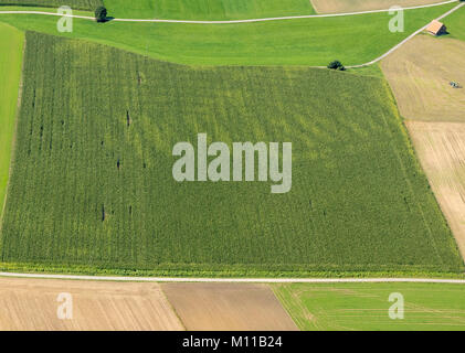 Vista aerea del campo nei pressi di Dettenschwang, Dießen am Ammersee, Baviera, Germania Foto Stock