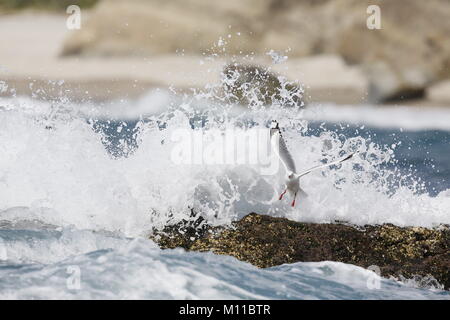 Rosso-fatturati Gabbiano, Chroicocephalus scopulinus, airborne dall'onda ondeggiante Foto Stock