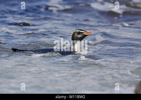 Fiordland Penguin Eudyptes pachyrhynchus, nuotare vicino alla riva Foto Stock