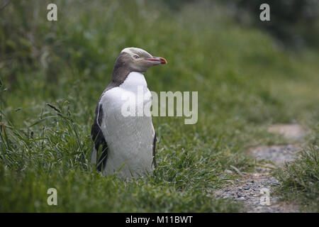 Giallo-eyed Penguin, Megadyptes antipodes Foto Stock