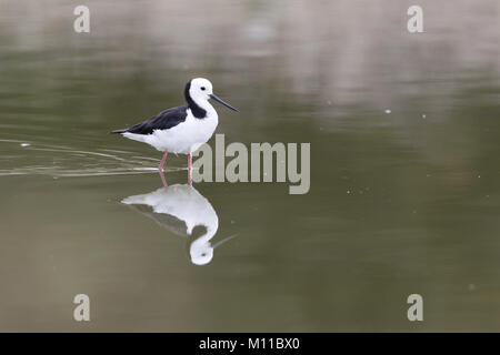 Bianco-guidato Stilt, Himantopus leucocephalus, con riflessione Foto Stock