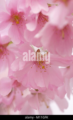 Prunus 'riconoscimento' - Frühe Zierkirsche Foto Stock