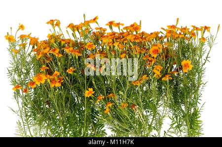 Le calendule Orange Blossom sul letto giardino. Isolato su bianco studio shot Foto Stock