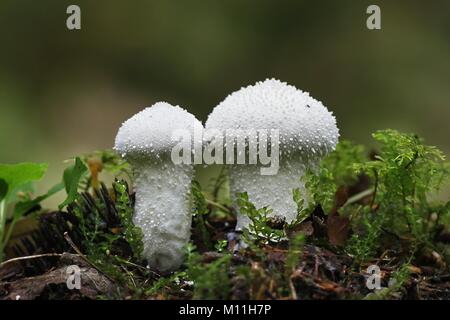 Comune puffball warted, Lycoperdon perlatum Foto Stock